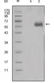 Anti-DKK1 antibody [2H2] used in Western Blot (WB). GTX83132