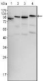 Anti-B-Raf antibody [1H12] used in Western Blot (WB). GTX83134