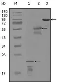 Anti-Her3 / ErbB3 antibody [2B11D11] used in Western Blot (WB). GTX83177