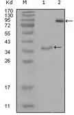 Anti-EphA3 antibody [6C1B6] used in Western Blot (WB). GTX83180