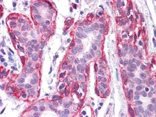 Anti-FRK antibody [1A8H2C12] used in IHC (Paraffin sections) (IHC-P). GTX83187
