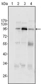 Anti-SND1 antibody [2D7] used in Western Blot (WB). GTX83194