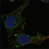 Anti-GABPA antibody [8C1B10] used in Immunocytochemistry/ Immunofluorescence (ICC/IF). GTX83195