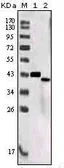 Anti-SorLA antibody [7D7B11] used in Western Blot (WB). GTX83205