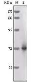 Anti-Horseradish Peroxidase antibody [3A5C6] used in Western Blot (WB). GTX83207