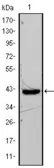 Anti-FABP4 antibody [9B8D] used in Western Blot (WB). GTX83209