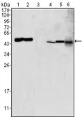 Anti-GOT2 antibody [3E9] used in Western Blot (WB). GTX83210