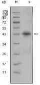 Anti-Apolipoprotein L1 antibody [1D4] used in Western Blot (WB). GTX83213