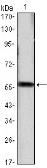 Anti-Cyclin D1 antibody [3D8] used in Western Blot (WB). GTX83227