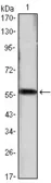 Anti-Cyclin D1 antibody [3D8] used in Western Blot (WB). GTX83227