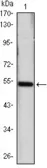 Anti-Shh antibody [8G3] used in Western Blot (WB). GTX83231