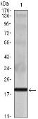 Anti-IL16 antibody [5D8] used in Western Blot (WB). GTX83240
