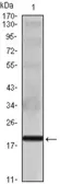 Anti-IL16 antibody [5D8] used in Western Blot (WB). GTX83240