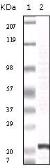 Anti-FGF2 antibody [2H5G2C11] used in Western Blot (WB). GTX83243