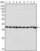 Anti-GAPDH antibody [1A10] used in Western Blot (WB). GTX83245