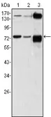 Anti-ATP2C1 antibody [4G12] used in Western Blot (WB). GTX83258