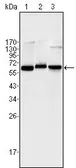 Anti-NFkB p65 antibody [6H7] used in Western Blot (WB). GTX83260