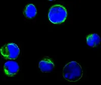 Anti-CD80 antibody [2A2] used in Immunocytochemistry/ Immunofluorescence (ICC/IF). GTX83265