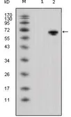 Anti-Wnt5a antibody [3D10] used in Western Blot (WB). GTX83266