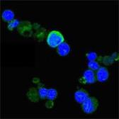 Anti-TrkA antibody [6B2] used in Immunocytochemistry/ Immunofluorescence (ICC/IF). GTX83268