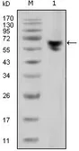 Mouse Anti-human IgG (Fc) antibody [2E4]. GTX83269