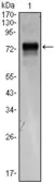 Anti-XBP1 antibody [1C4] used in Western Blot (WB). GTX83279