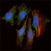 Anti-CLOCK antibody [8F7] used in Immunocytochemistry/ Immunofluorescence (ICC/IF). GTX83280