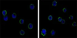 Anti-CD19 antibody [2E2] used in Immunocytochemistry/ Immunofluorescence (ICC/IF). GTX83282