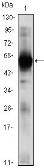 Anti-RAG2 antibody [4D5] used in Western Blot (WB). GTX83284