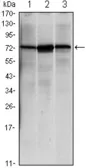 Anti-Grp78 antibody [4E3] used in Western Blot (WB). GTX83287