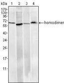 Anti-Pirh2 antibody [1H10] used in Western Blot (WB). GTX83290