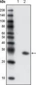 Anti-GFP antibody [4B10B2] used in Western Blot (WB). GTX83292