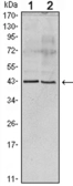 Anti-Apolipoprotein A5 antibody [1G5G9 (c),2G1H11G9B3] used in Western Blot (WB). GTX83299