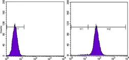 Anti-PTEN antibody [1B8] used in Flow cytometry (FCM). GTX83304