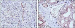 Anti-eNOS antibody [6H2] used in IHC (Paraffin sections) (IHC-P). GTX83305