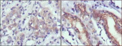 Anti-CER1 antibody [9D6] used in IHC (Paraffin sections) (IHC-P). GTX83310
