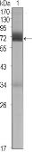 Anti-CER1 antibody [9D6] used in Western Blot (WB). GTX83310
