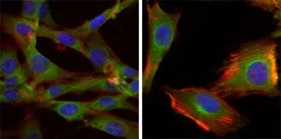 Anti-GSK3 beta antibody [3D10] used in Immunocytochemistry/ Immunofluorescence (ICC/IF). GTX83315