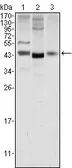 Anti-Wnt1 antibody [10C8] used in Western Blot (WB). GTX83320