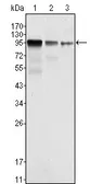 Anti-FER antibody [5D2C4] used in Western Blot (WB). GTX83329