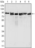Anti-MLH1 antibody [4C9C7] used in Western Blot (WB). GTX83336