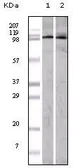 Anti-EphA1 antibody [5D2] used in Western Blot (WB). GTX83346