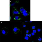 Anti-RTN3 antibody [1E11] used in Immunocytochemistry/ Immunofluorescence (ICC/IF). GTX83351