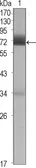 Anti-CER1 antibody [5C6] used in Western Blot (WB). GTX83352