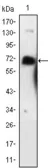 Anti-p75 NGF Receptor / CD271 antibody [2F1C2] used in Western Blot (WB). GTX83360