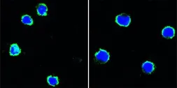 Anti-CD40 antibody [9G10] used in Immunocytochemistry/ Immunofluorescence (ICC/IF). GTX83365