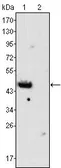 Anti-GATA4 antibody [6H10] used in Western Blot (WB). GTX83368