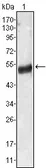 Anti-Angiotensinogen antibody [1B1] used in Western Blot (WB). GTX83369