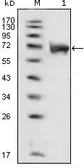 Anti-FGFR1 antibody [3D4F7] used in Western Blot (WB). GTX83370
