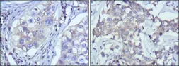 Anti-RTN3 antibody [10A8] used in IHC (Paraffin sections) (IHC-P). GTX83372